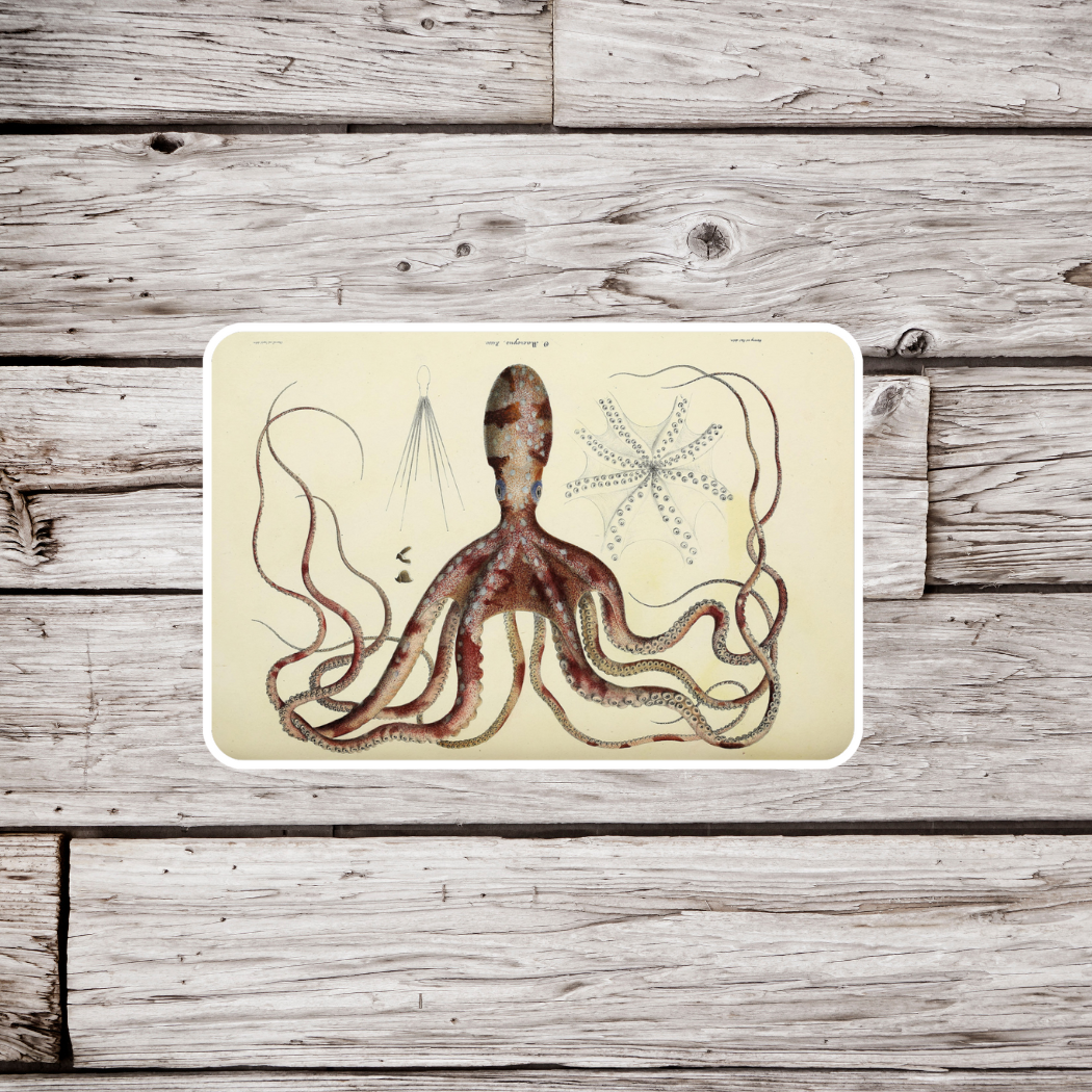 Octopus Sticker