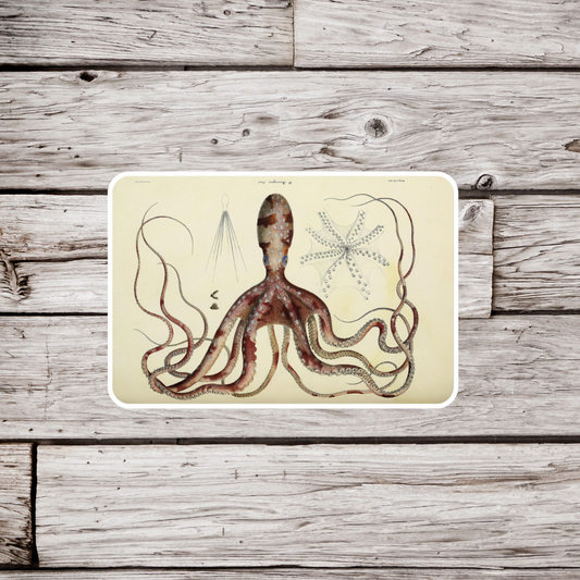 Octopus Sticker