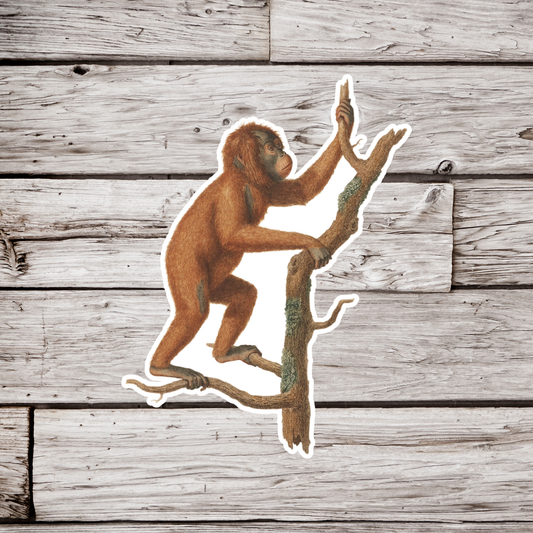 Orangutan Sticker