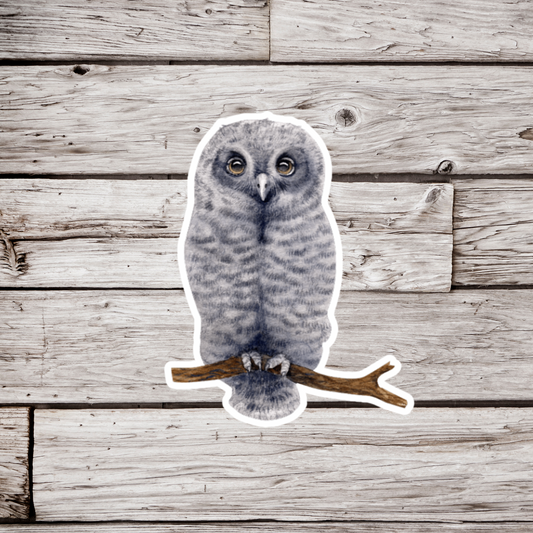 Grey Owl Sticker