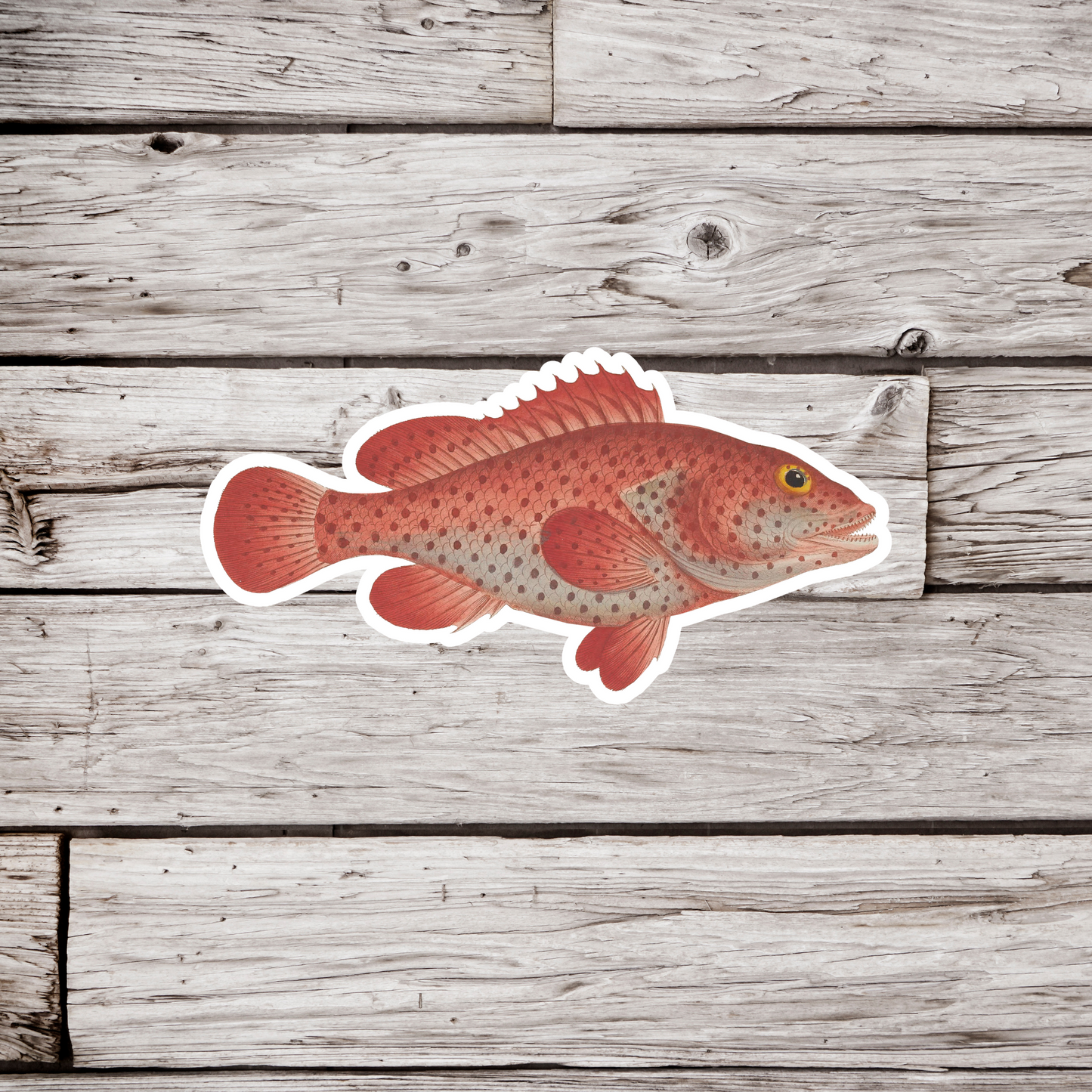 Red Hind, Perca Guttata Sticker