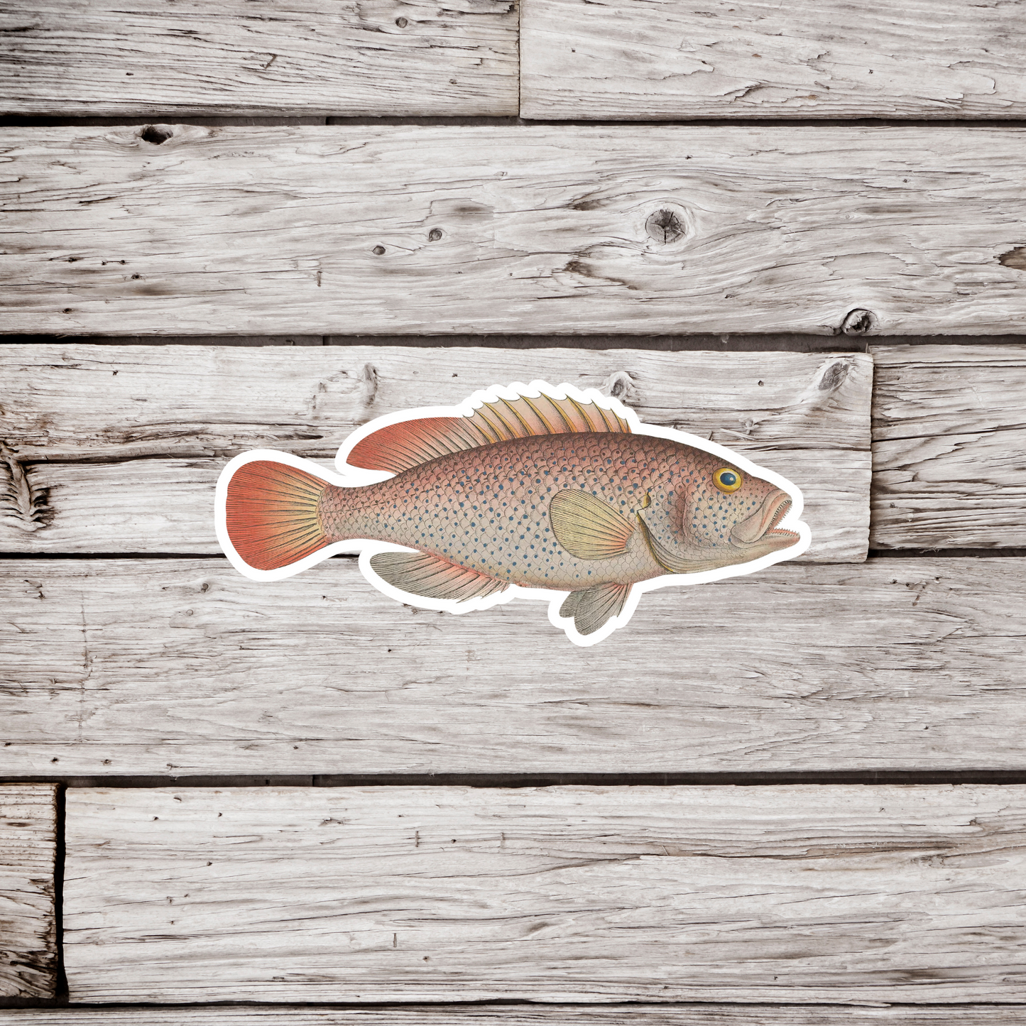 Perca Punctata Fish Sticker