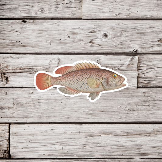 Perca Punctata Fish Sticker