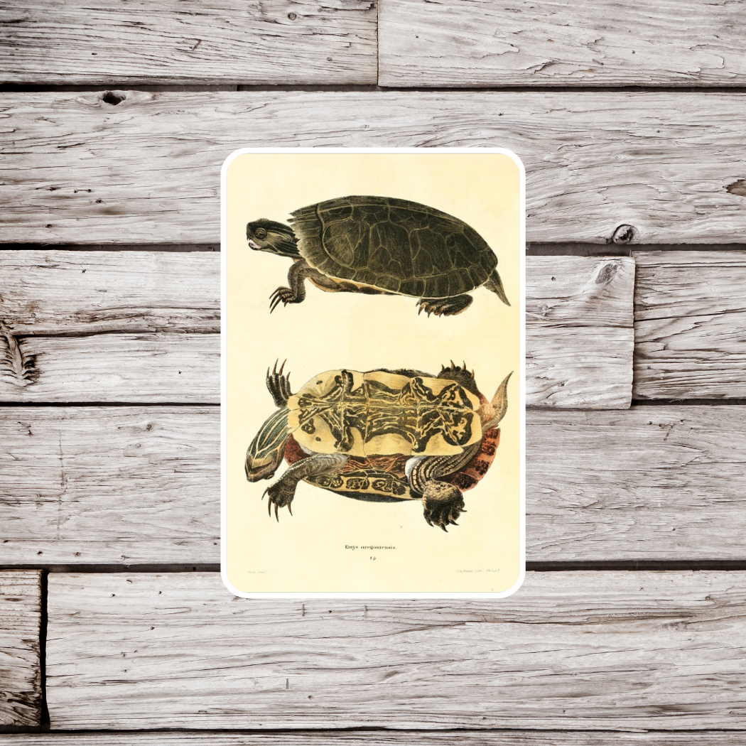 Painted Turtle Sticker