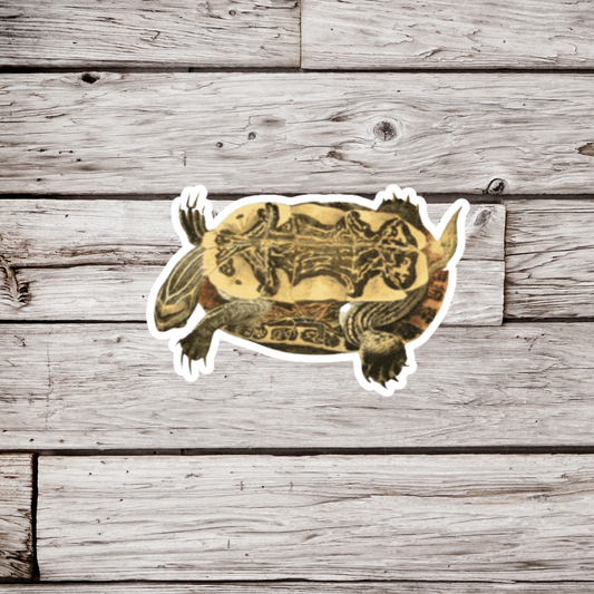 Painted Turtle Bottom Sticker