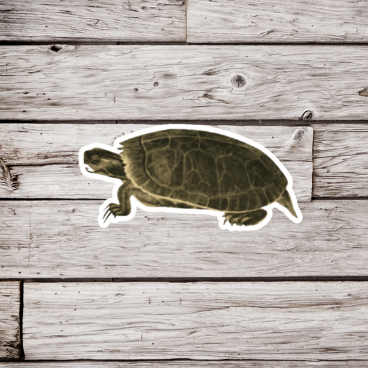 Painted Turtle Sticker