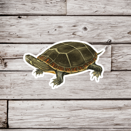 Painted Turtle Sticker