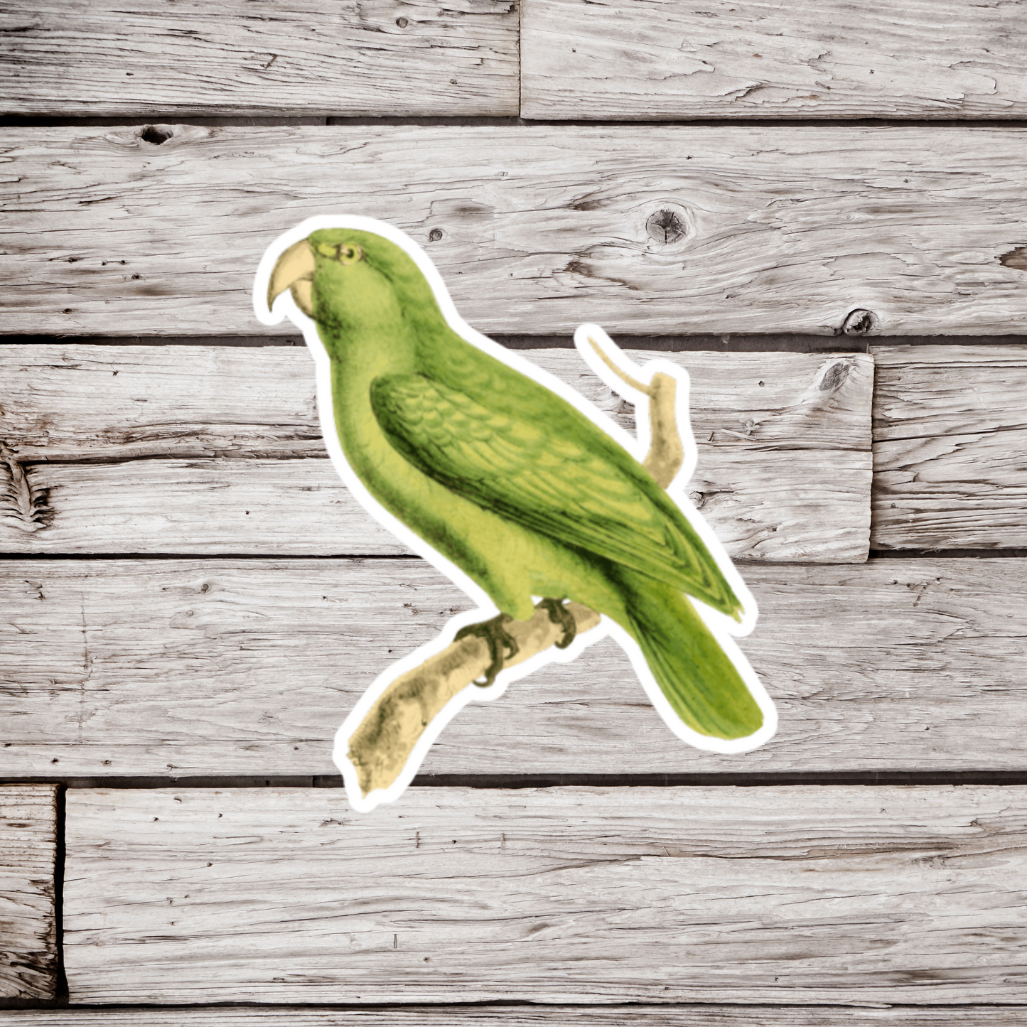 Parrot Sticker