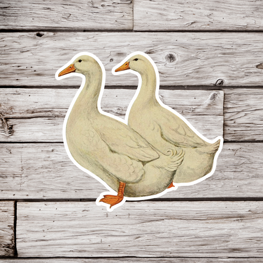 Pekin Ducks Sticker