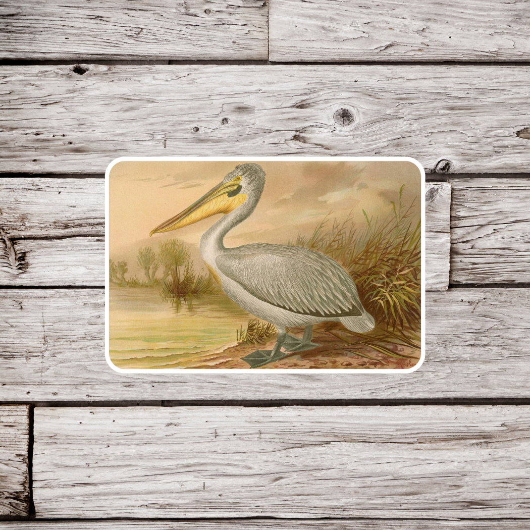 Pelican Sticker