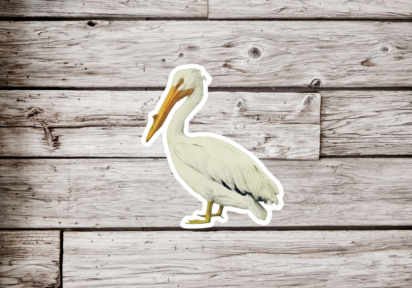 Pelican Sticker