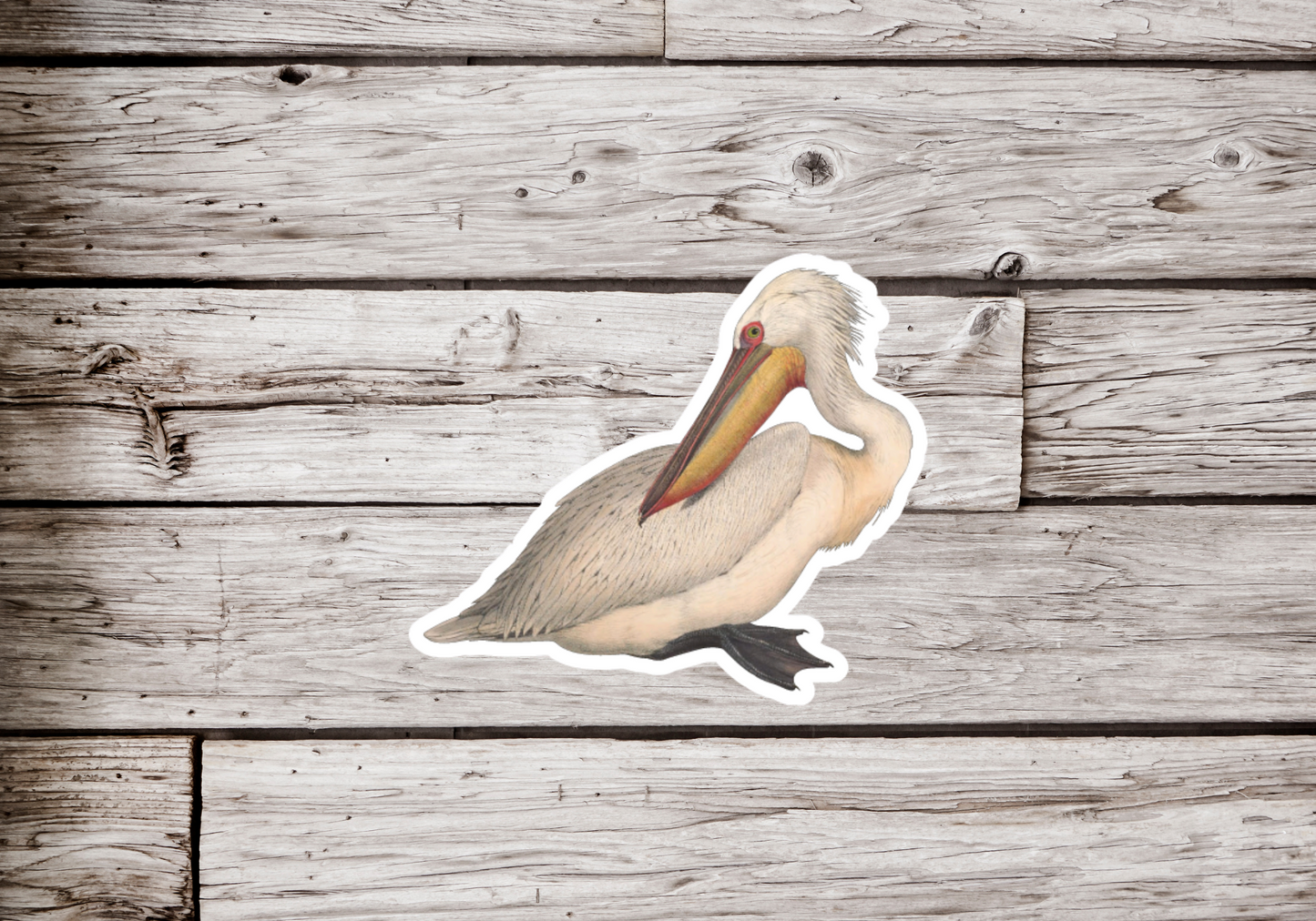 Pelican Sticker