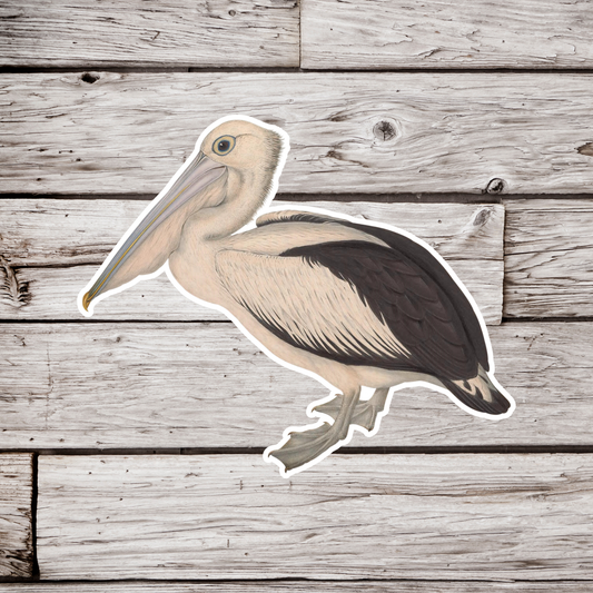 Pelican Sticker