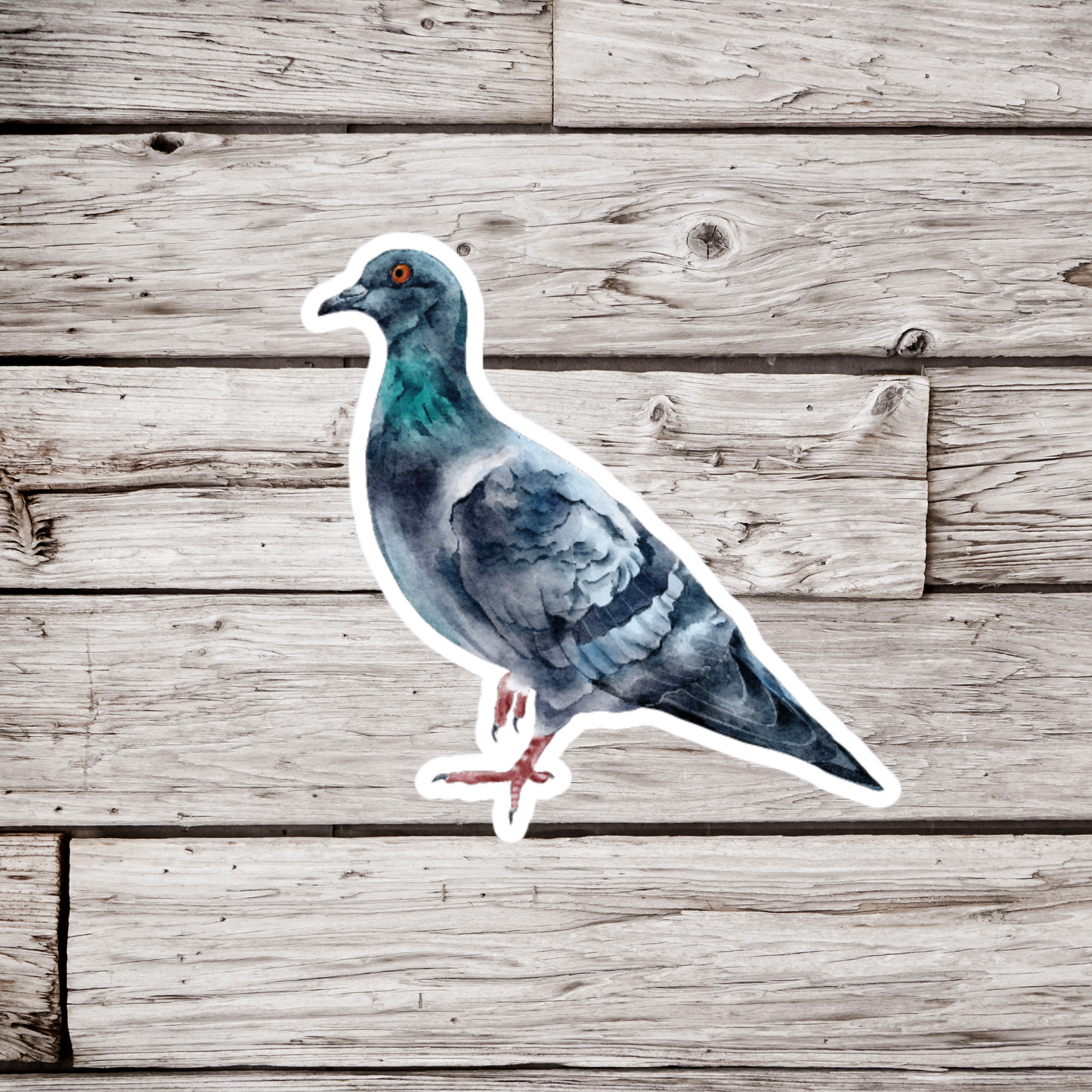 Pigeon Sticker