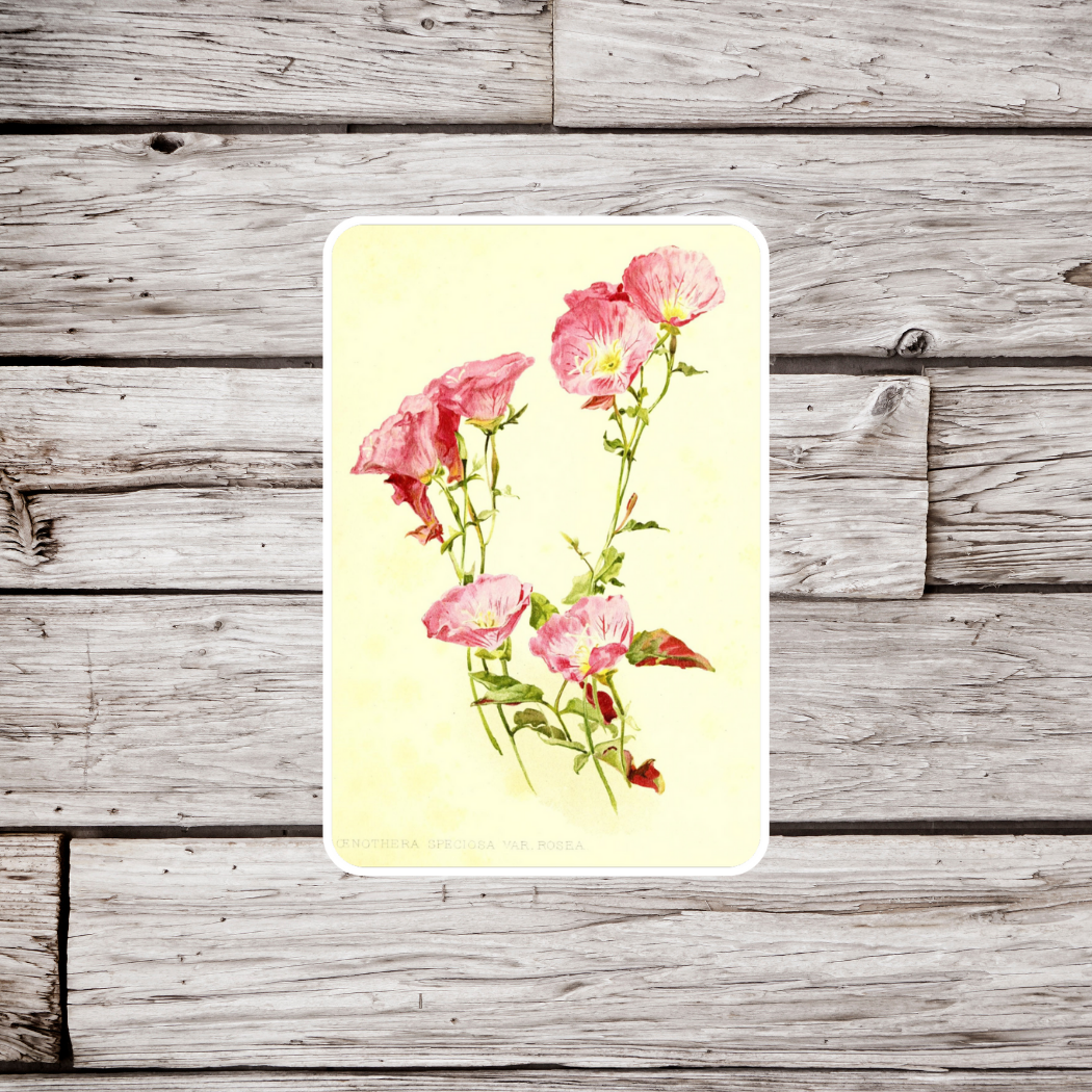 Evening Primrose Sticker