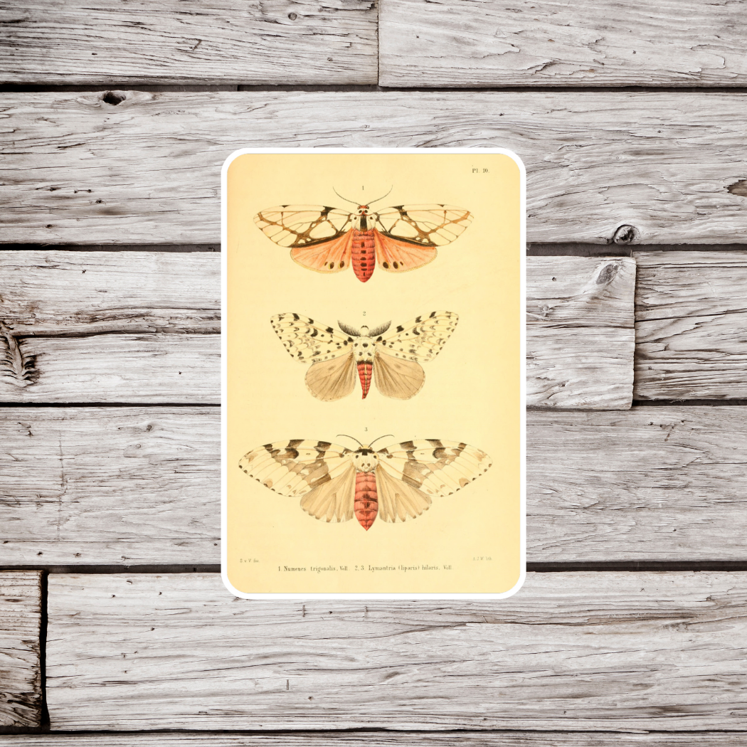 Moth Sticker