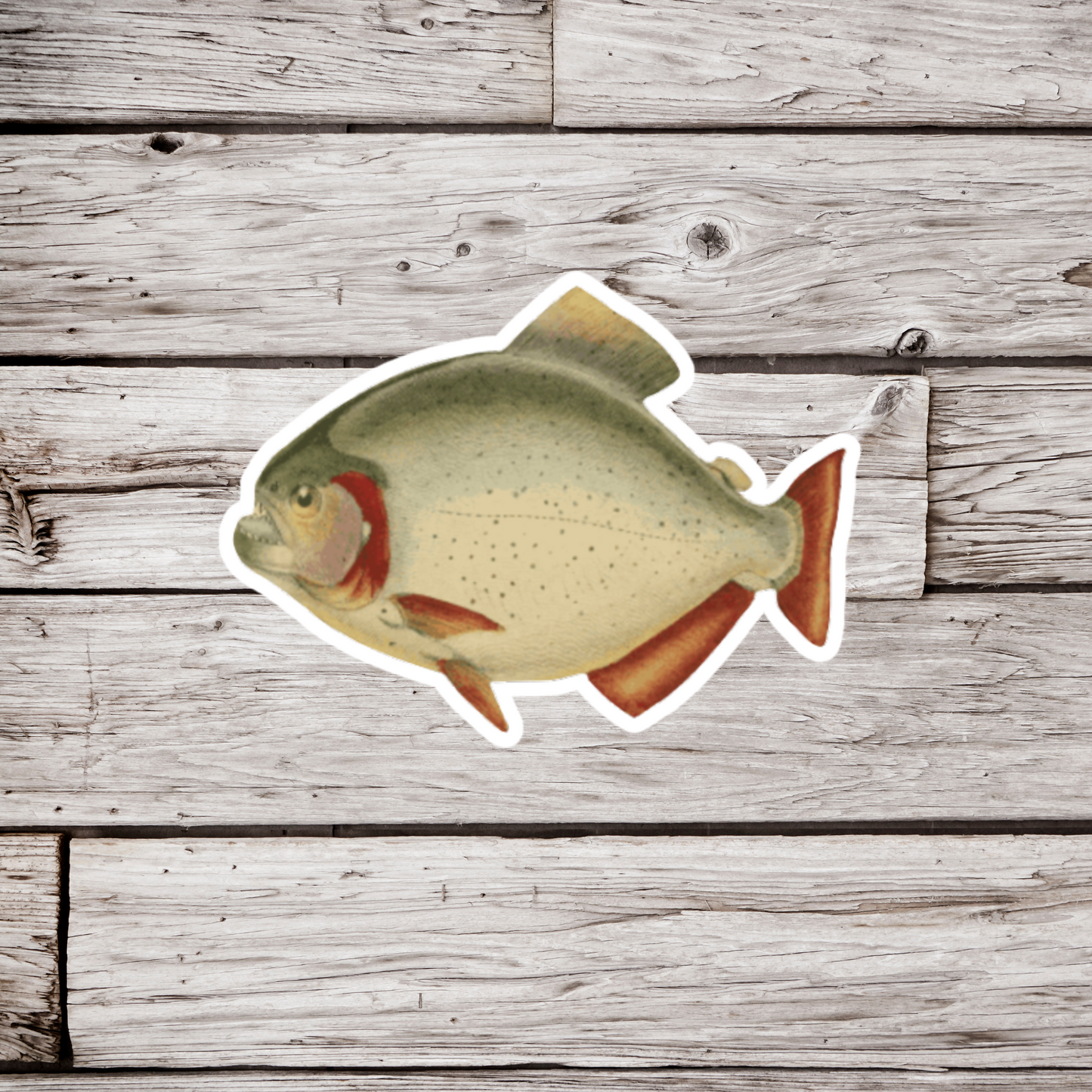 Piranha Sticker