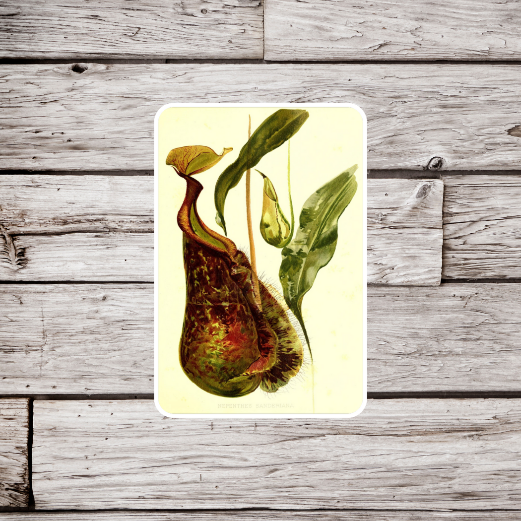 Pitcher Plant Sticker