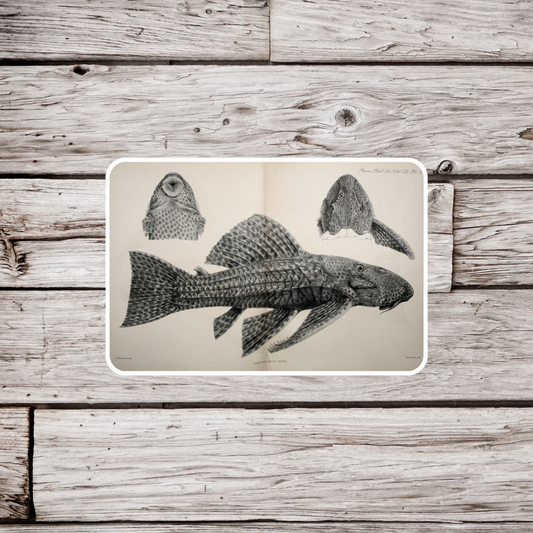 Plecostomus Sticker