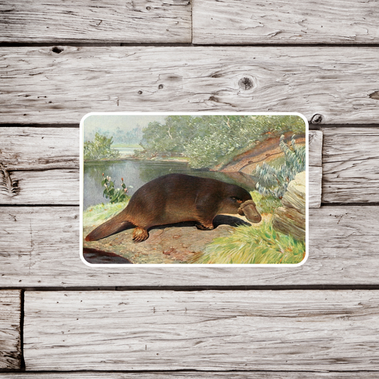 Platypus Sticker