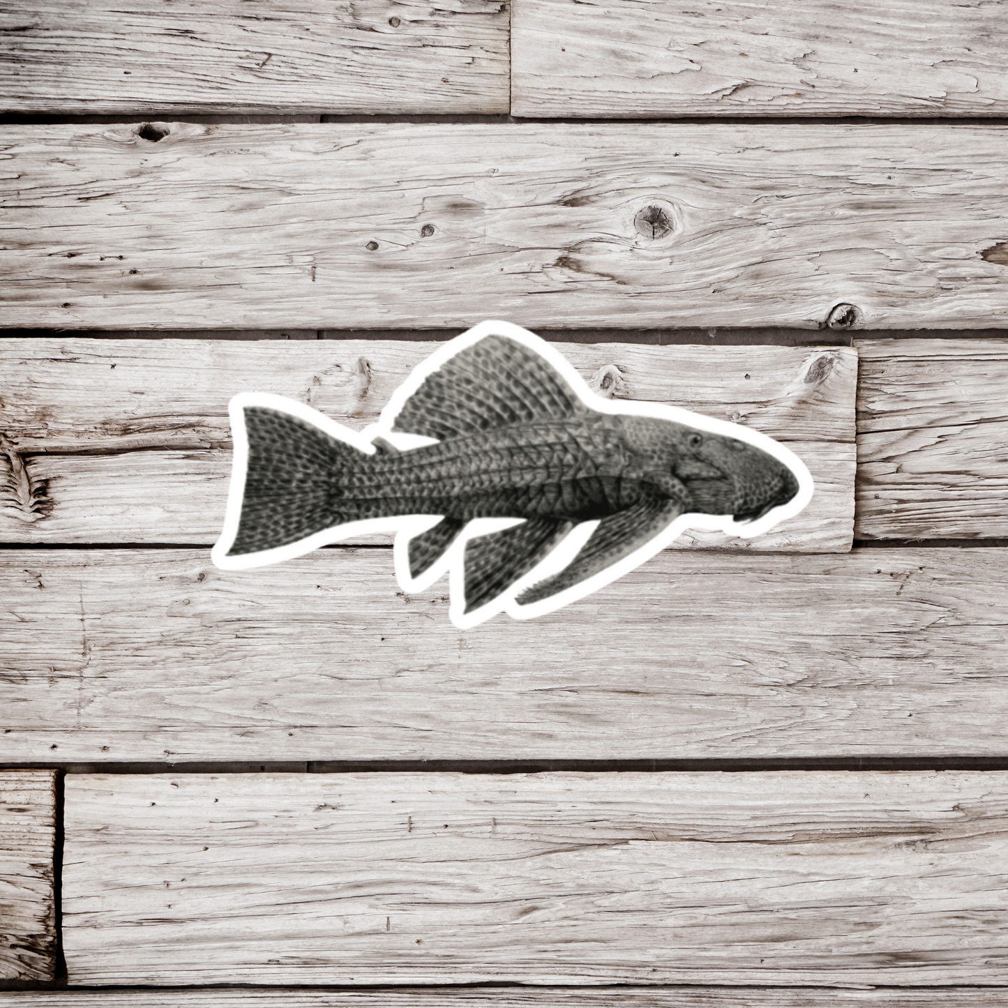 Plecostomus Sticker