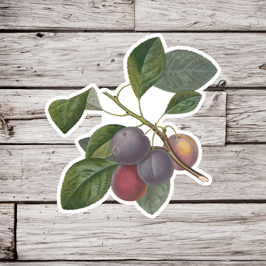 Plum Sticker