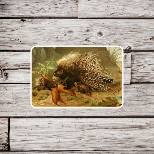 Porcupine Sticker