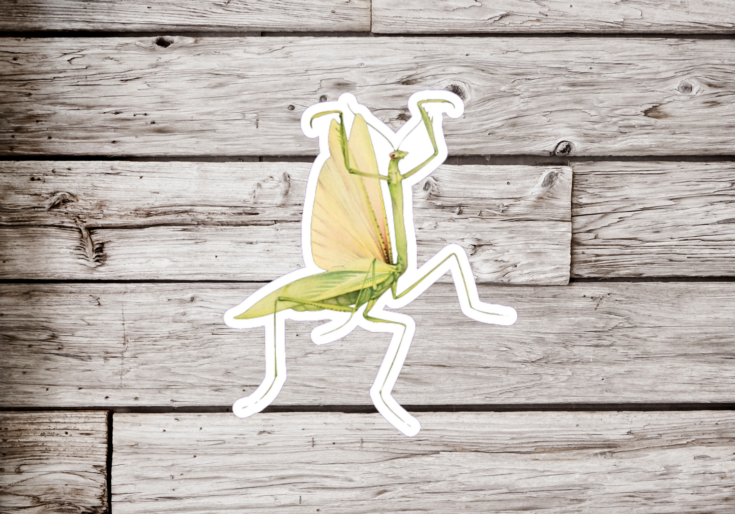 Praying Mantis Sticker