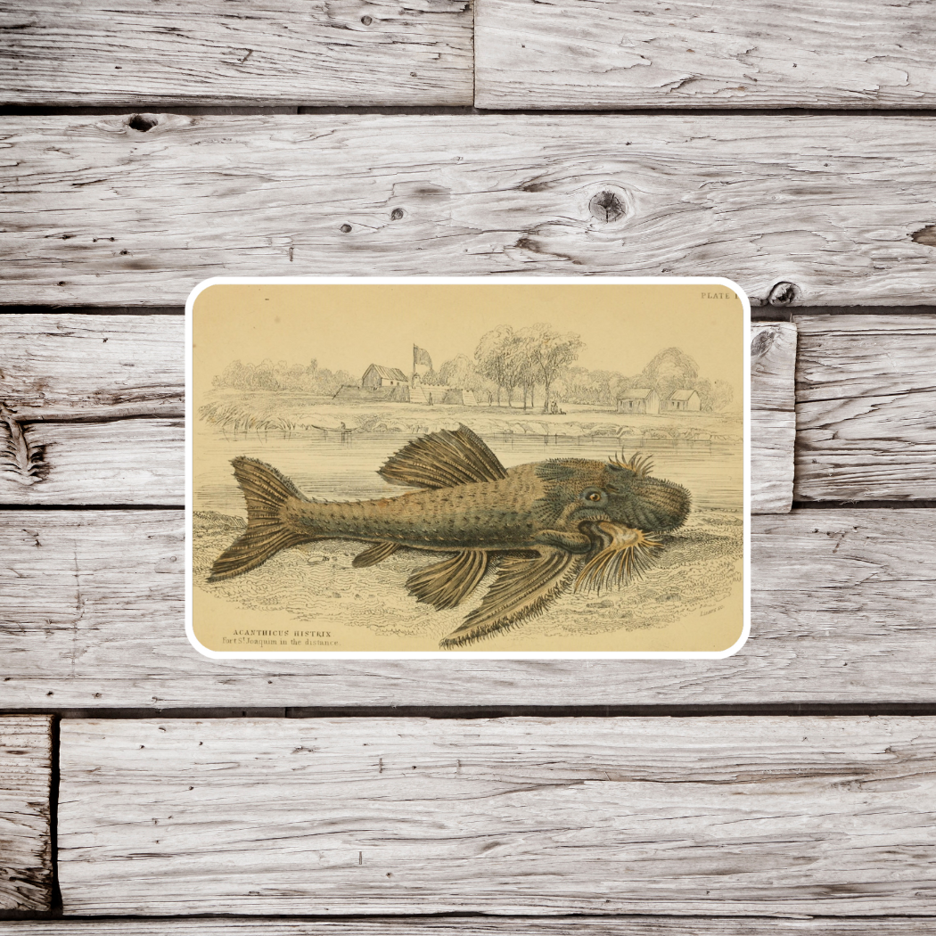 Plecostomus Sticker