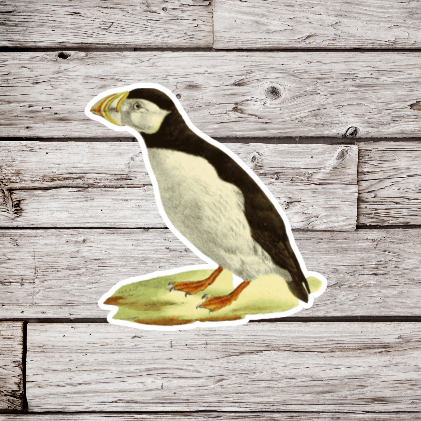 Puffin Sticker