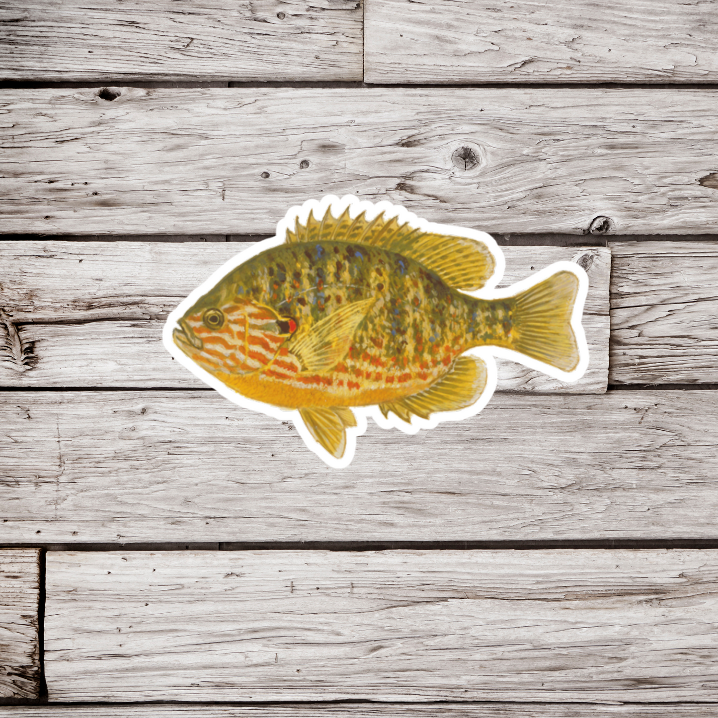 Pumpkinseed Sticker