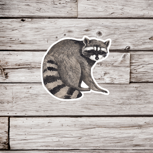 Raccoon Sticker