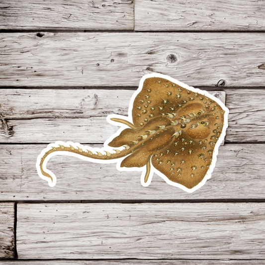 Thornback Ray, Raja Clavata  Sticker