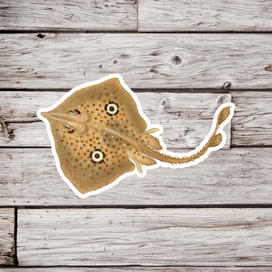 Thornback Ray, Raja Miraletus Sticker