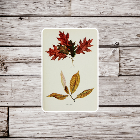 Red Oak Chestnut Leaves Sticker, Vintage Botanical Sticker