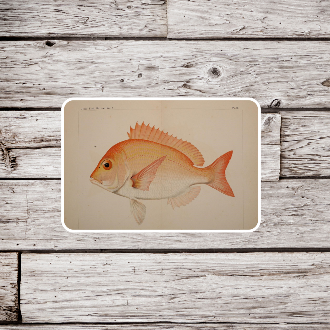 Red Snapper Sticker