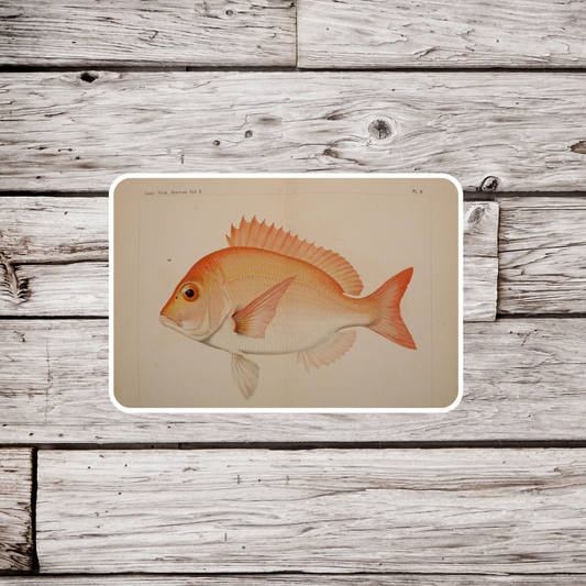 Red Snapper Sticker