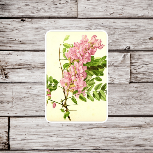 Mexican Rose Locust Sticker