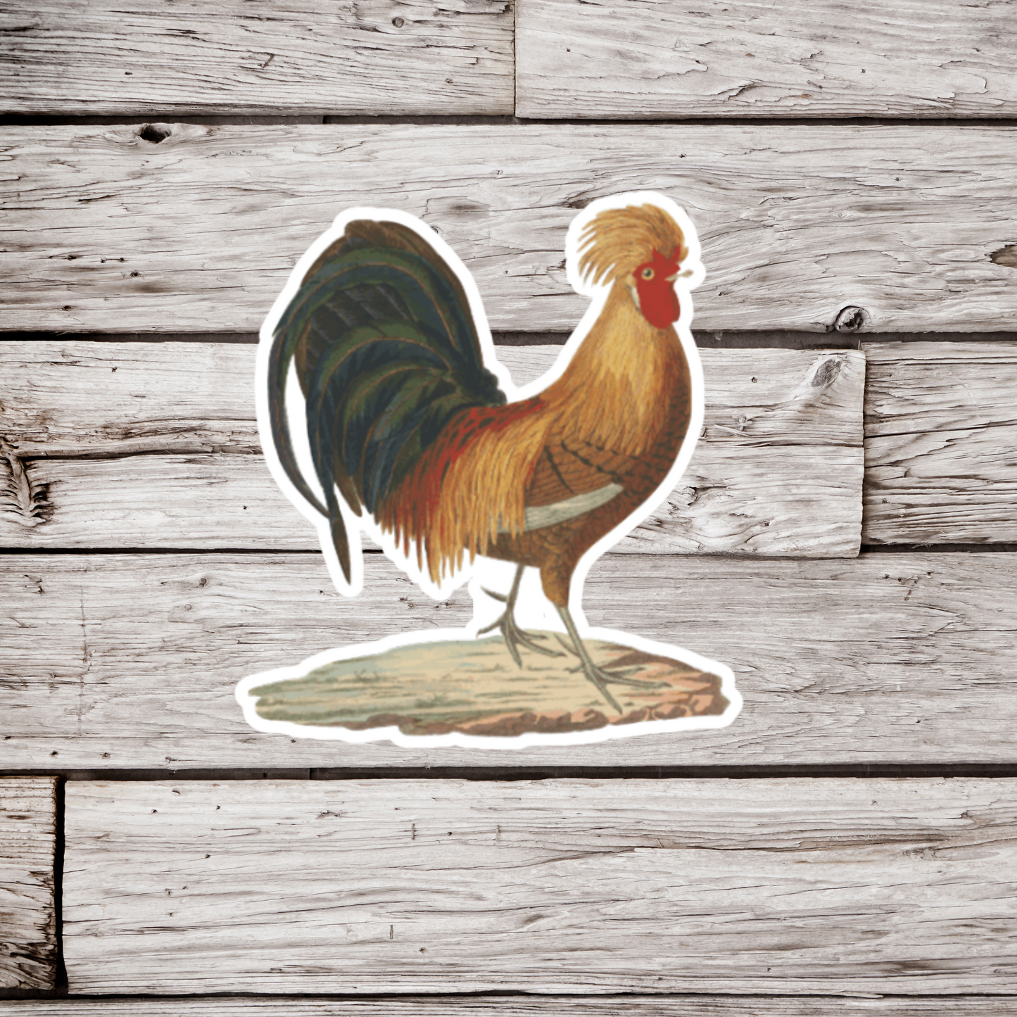 Rooster Sticker