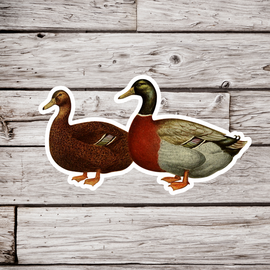 Rouen Duck Sticker