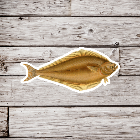 Rough Dab, American Plaice Fish Sticker