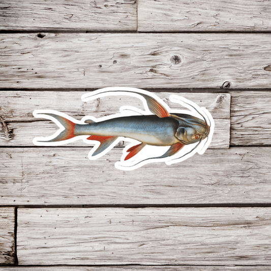 Salt Water Catfish Sticker