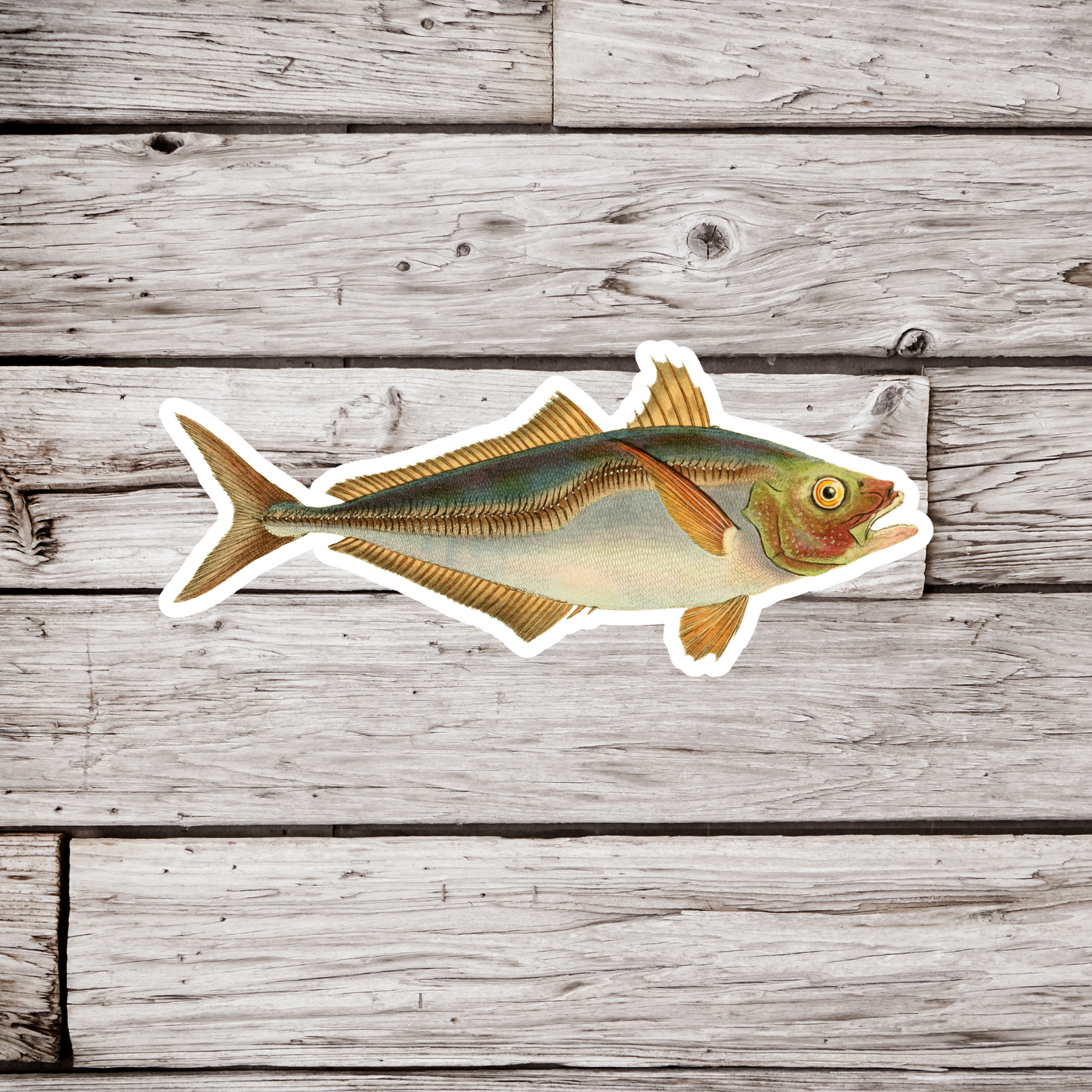 Grey Char, Salvelinus Grayi Fish Sticker