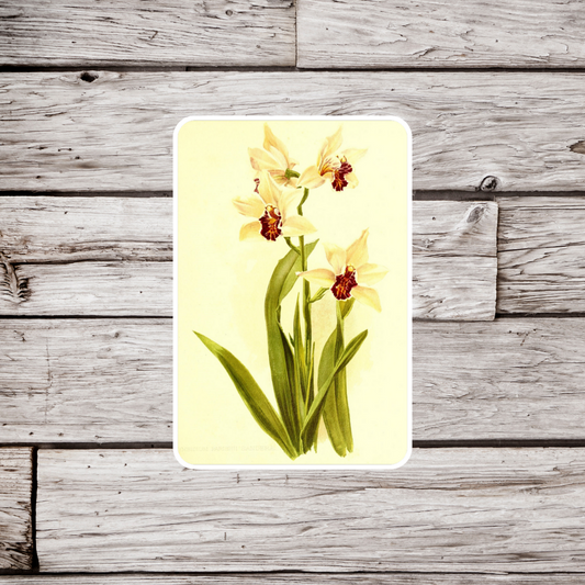 Sander's Cymbidium Orchid Sticker