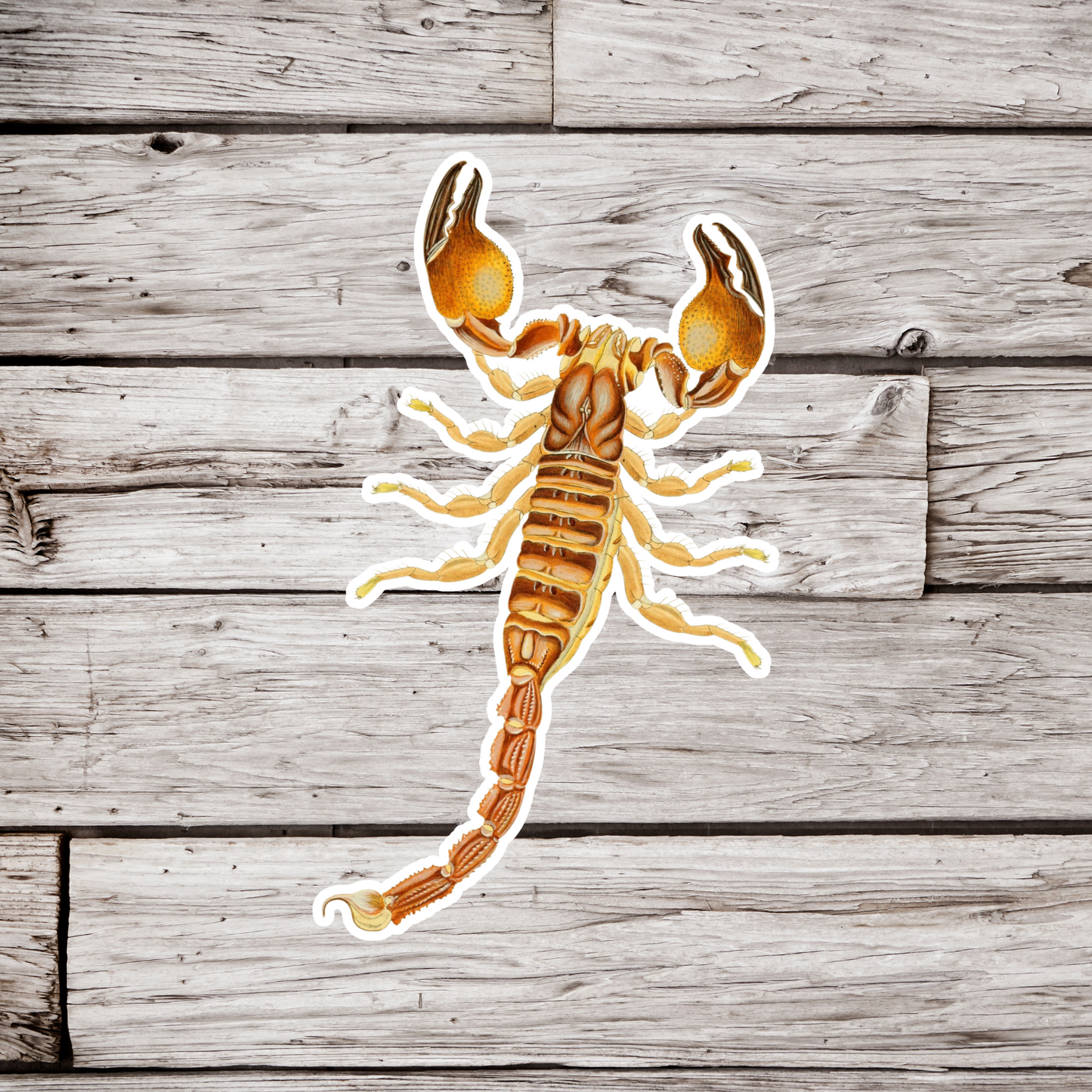 Scorpion Sticker