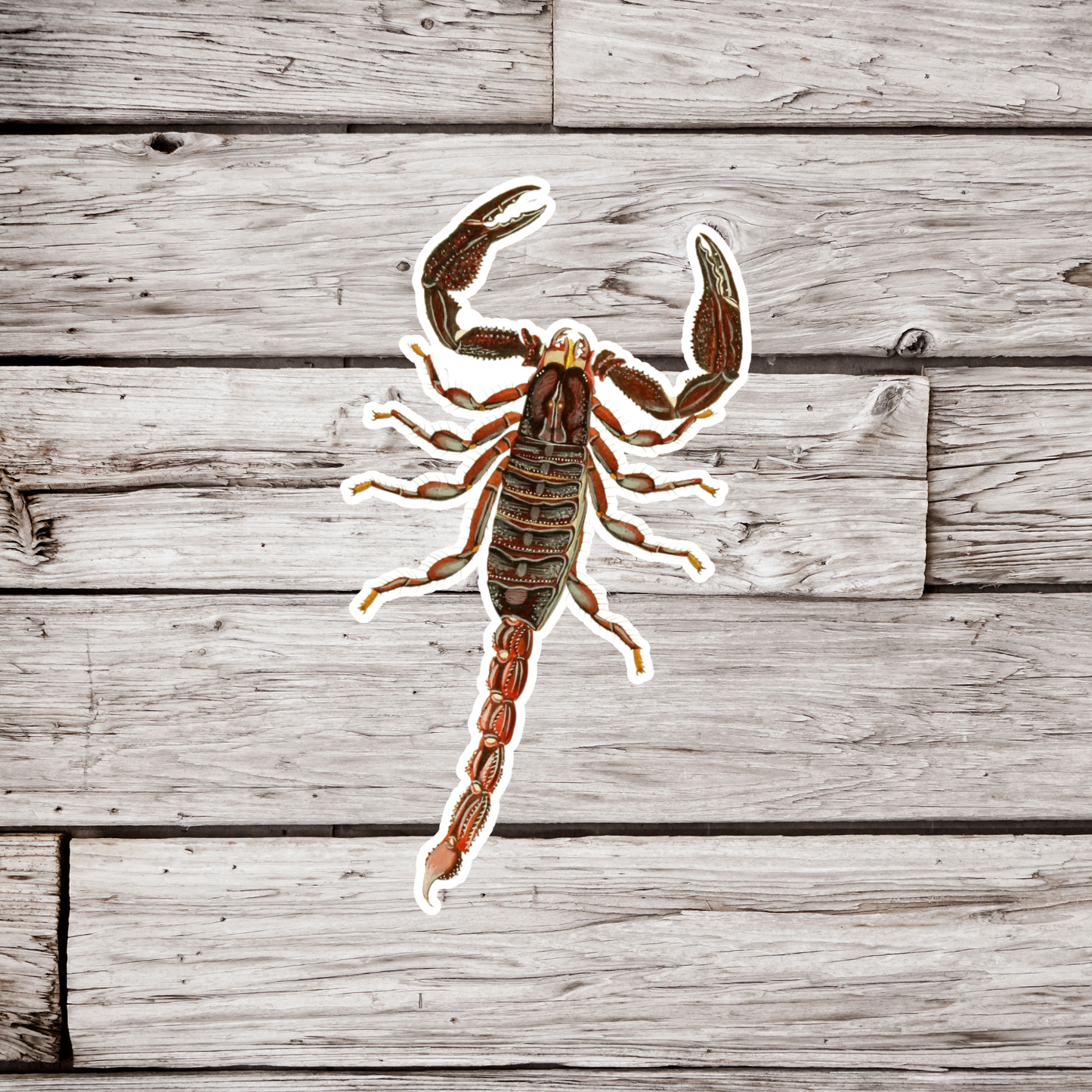 Scorpion Sticker