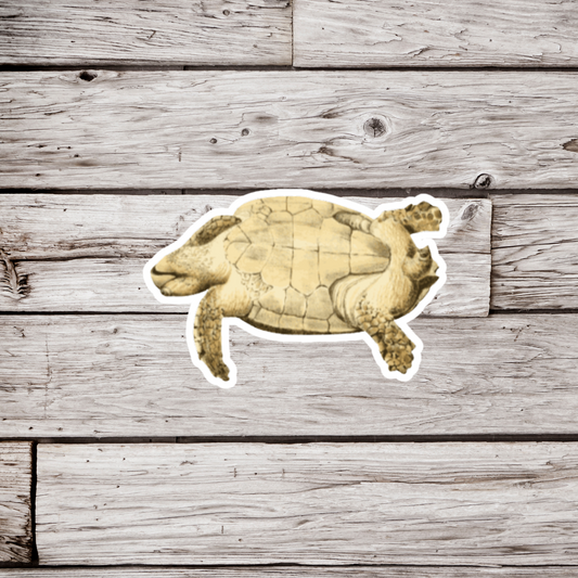 Green Sea Turtle Bottom Sticker