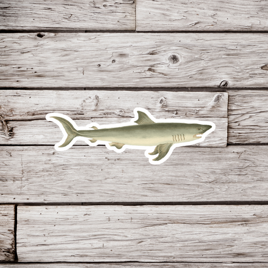 Shark Sticker