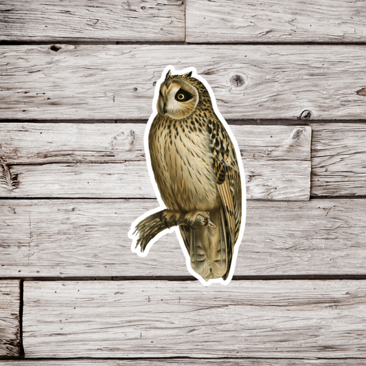 Short Eared Owl Sticker or Magnet