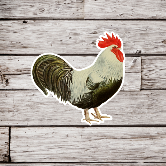 Silver Gray Dorking Chicken Sticker